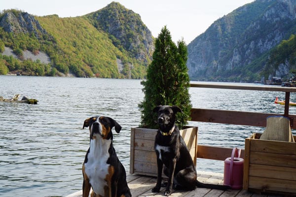 Dogs in Lake Perucac