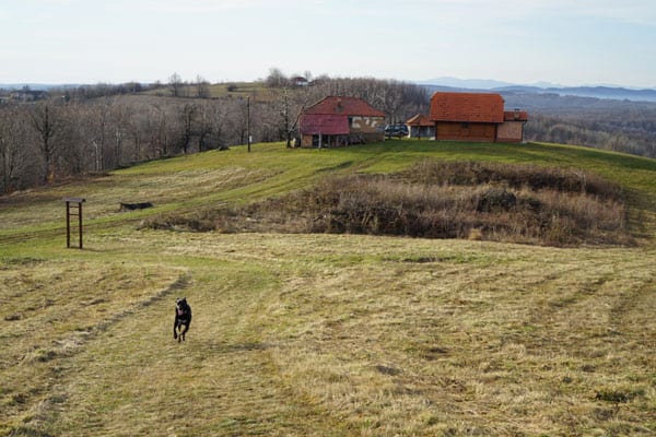 Piper running in Kladovo, Serbia