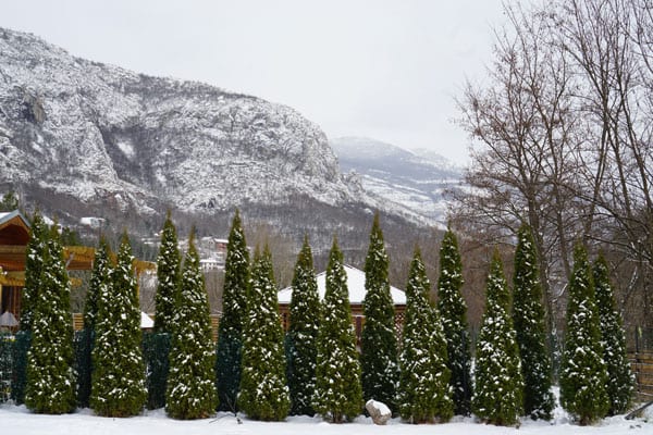 Pine trees in Sicevo, Serbia