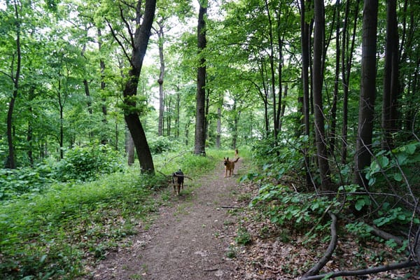 Hiking in Fruška Gora, Serbia