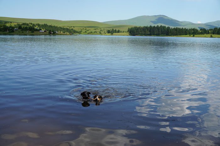 Dogs playing in Zlatibor