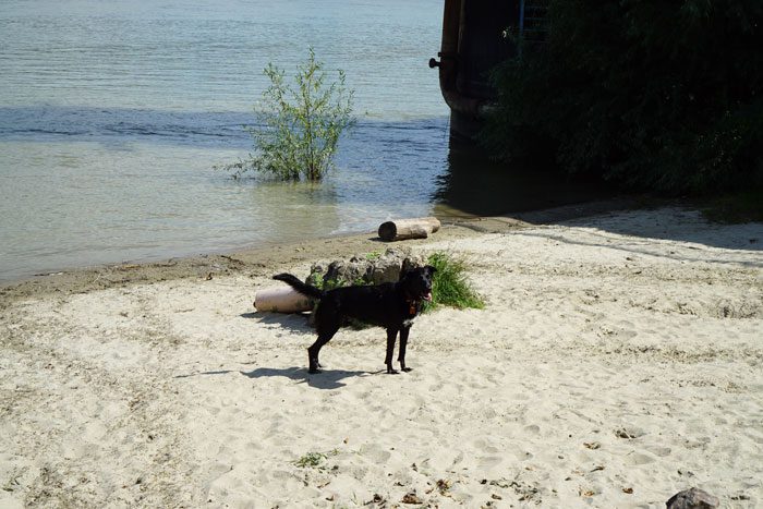 Piper on the beach in Novi Sad