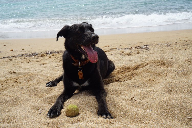 Piper in Stoupa Beach, Peloponnese