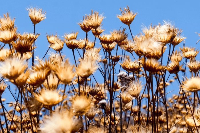 Flowers in Peloponnese