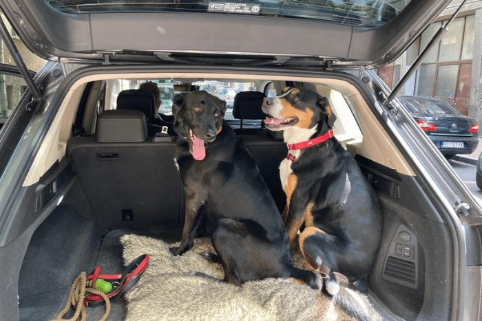 Dogs in the car in Belgrade