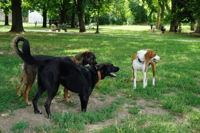 Dogs playing in Belgrade